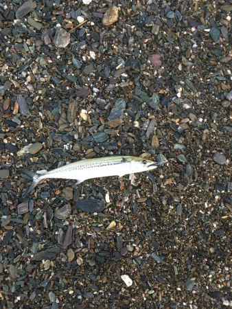 大神子でサゴシ