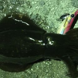 久しぶりのアオリイカ