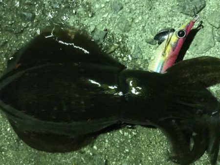 久しぶりのアオリイカ