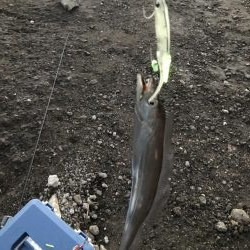 夕マヅメタチウオ