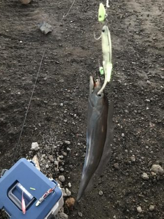 夕マヅメタチウオ