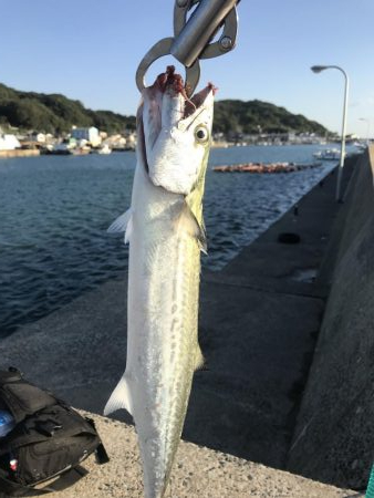 博多湾にサゴシが回っています