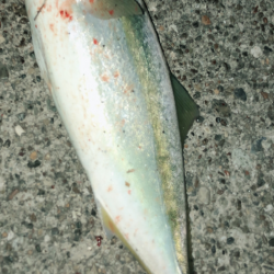 夕まずめブルー