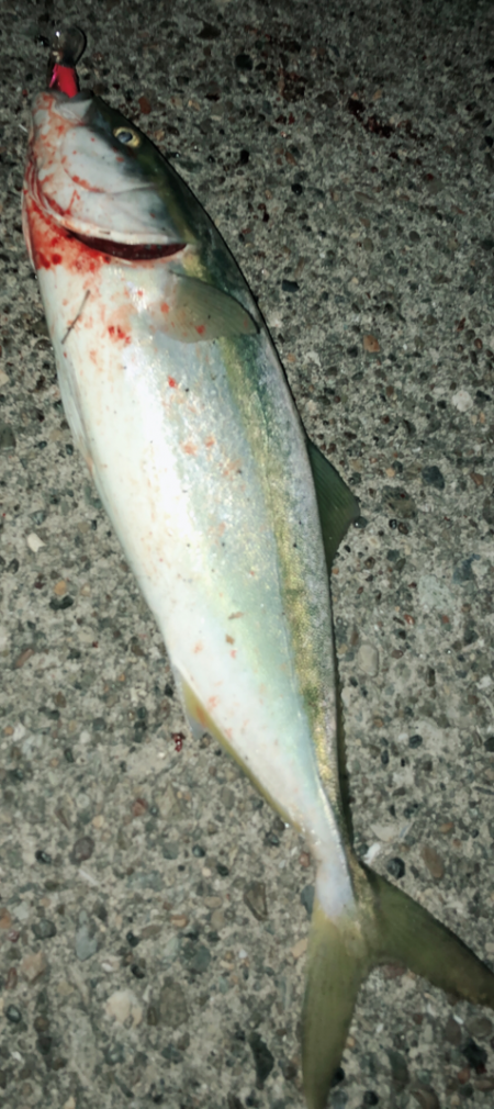 夕まずめブルー