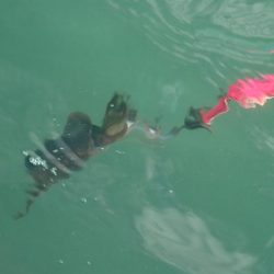 デイエギングは…