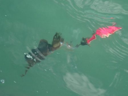 デイエギングは…