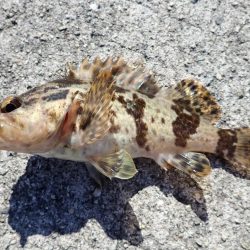 タケノコメバル