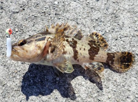 タケノコメバル