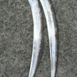 タチウオよりサバ?