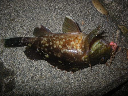 オオモンハタ遠征2