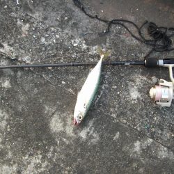 ｻｰﾍﾞﾘﾝｸﾞ