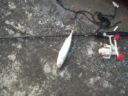 ｻｰﾍﾞﾘﾝｸﾞ