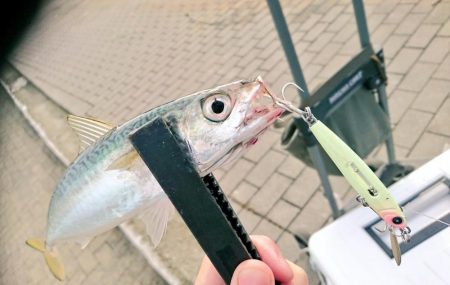 ラトル音で魅せろ！笑 鯖ゲーム