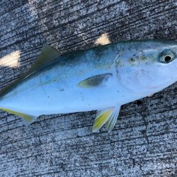 ベイトはイワシ