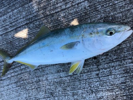 ベイトはイワシ