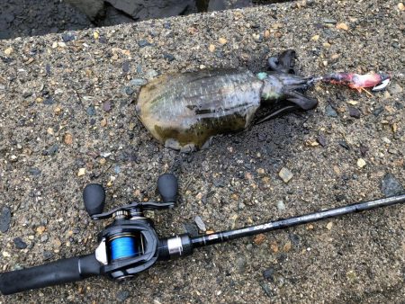 ベイトエギング