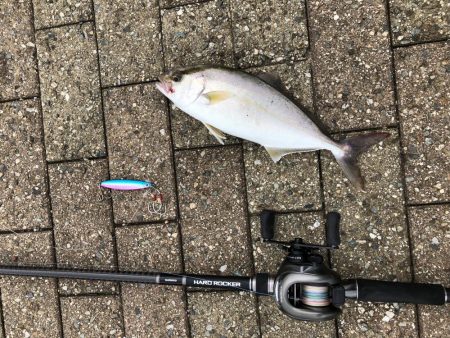 ベイトライトショアジギング