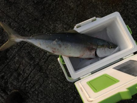 激流ライトショアジギング