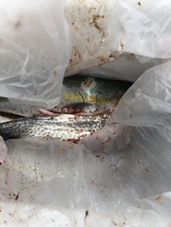 今日は良く釣れました～