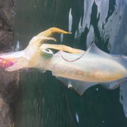 カヤックエギング