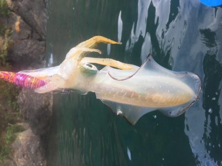 カヤックエギング