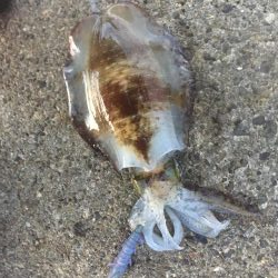 出張フィッシング　パート２