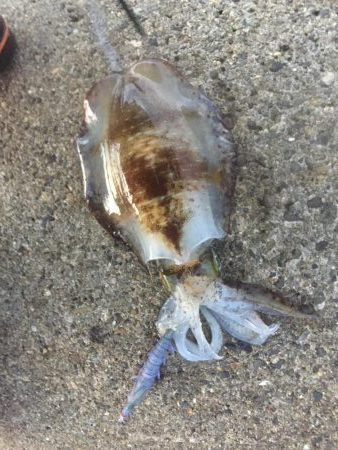 出張フィッシング　パート２