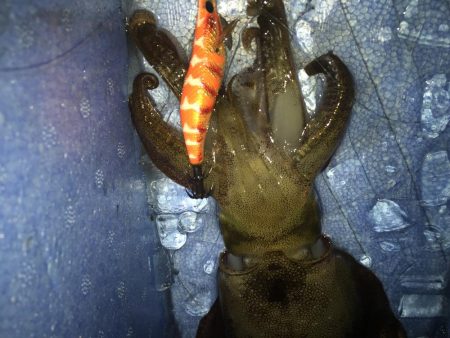 新潟　出張フィッシィング！