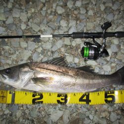 久々のシーバス