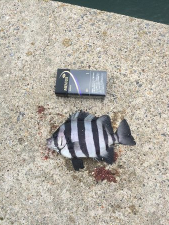 明日はガザミのパスタ