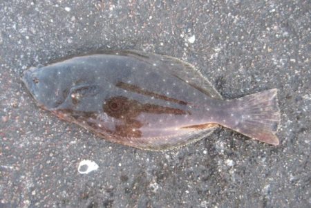 大野っ突堤ヒラメ