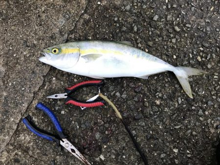 神戸タチウオ釣行の帰り