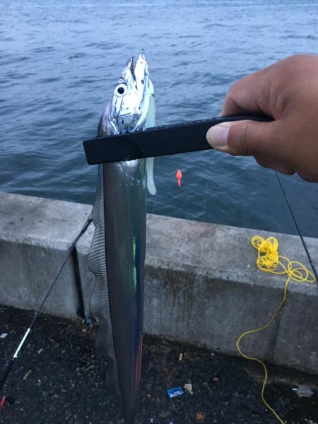 夕まづめ　タチウオ