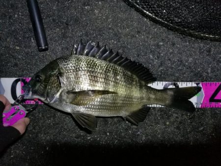台風後の南港カモメ大橋ヘチ釣行 （好釣果 …