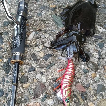 南知多エギング！