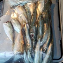 淡路島釣行二日目