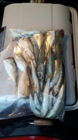 淡路島釣行二日目