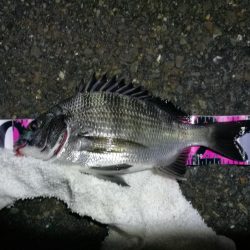 南港フェリーヘチ釣り(何気に五目釣り達成!? 真チヌ、キビレ、ガシラ、メバル、ミニシーバス 釣果w)