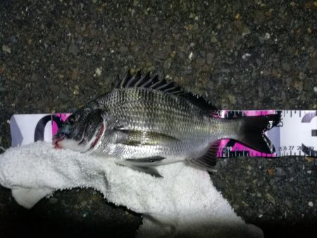 南港フェリーヘチ釣り（何気に五目釣り達成!…