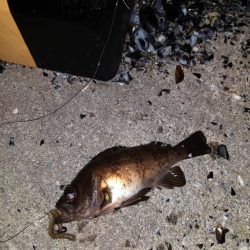 夜釣り、朝釣り