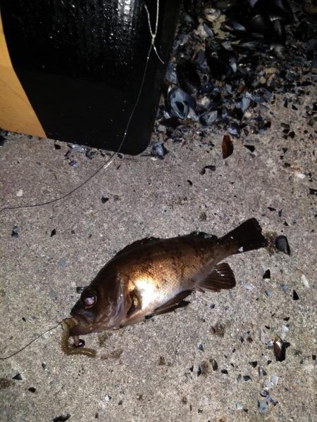 夜釣り、朝釣り