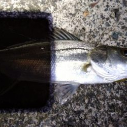 キジハタを求めて