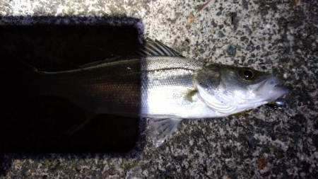 キジハタを求めて