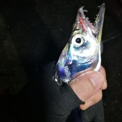 南港カモメ大橋 釣行 (タチウオ釣り、F3~F3.5 釣果有り)