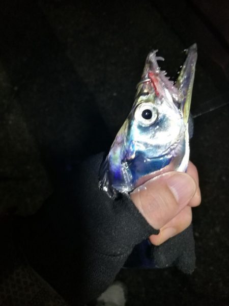 南港カモメ大橋 釣行 （タチウオ釣り、F3…