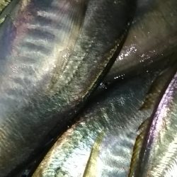 アジ鯵アジ鯵アジ鯵