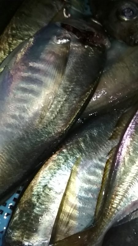 アジ鯵アジ鯵アジ鯵