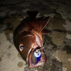 台風明け　早朝トップでゴマフエダイ