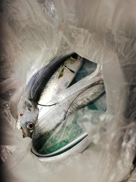 太刀魚ばっかりやん