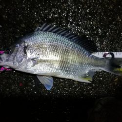 小雨降る南港カモメ大橋ヘチ釣行 (キビレ36cm,31cm、メジナ、釣果有り)
